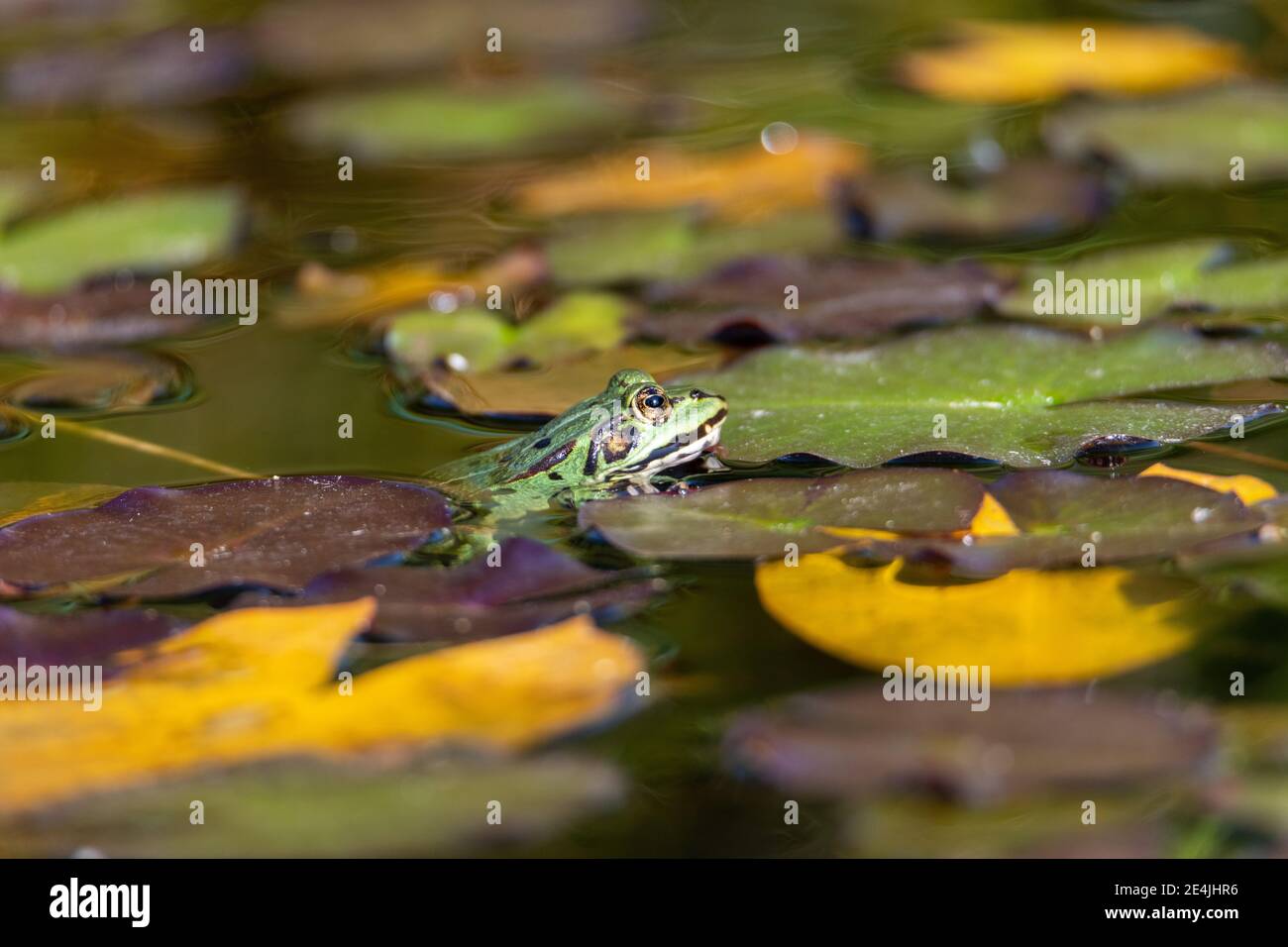 Frog sticking its head out of the water, sitting in the water, amongst water lillys and sea roses Stock Photo