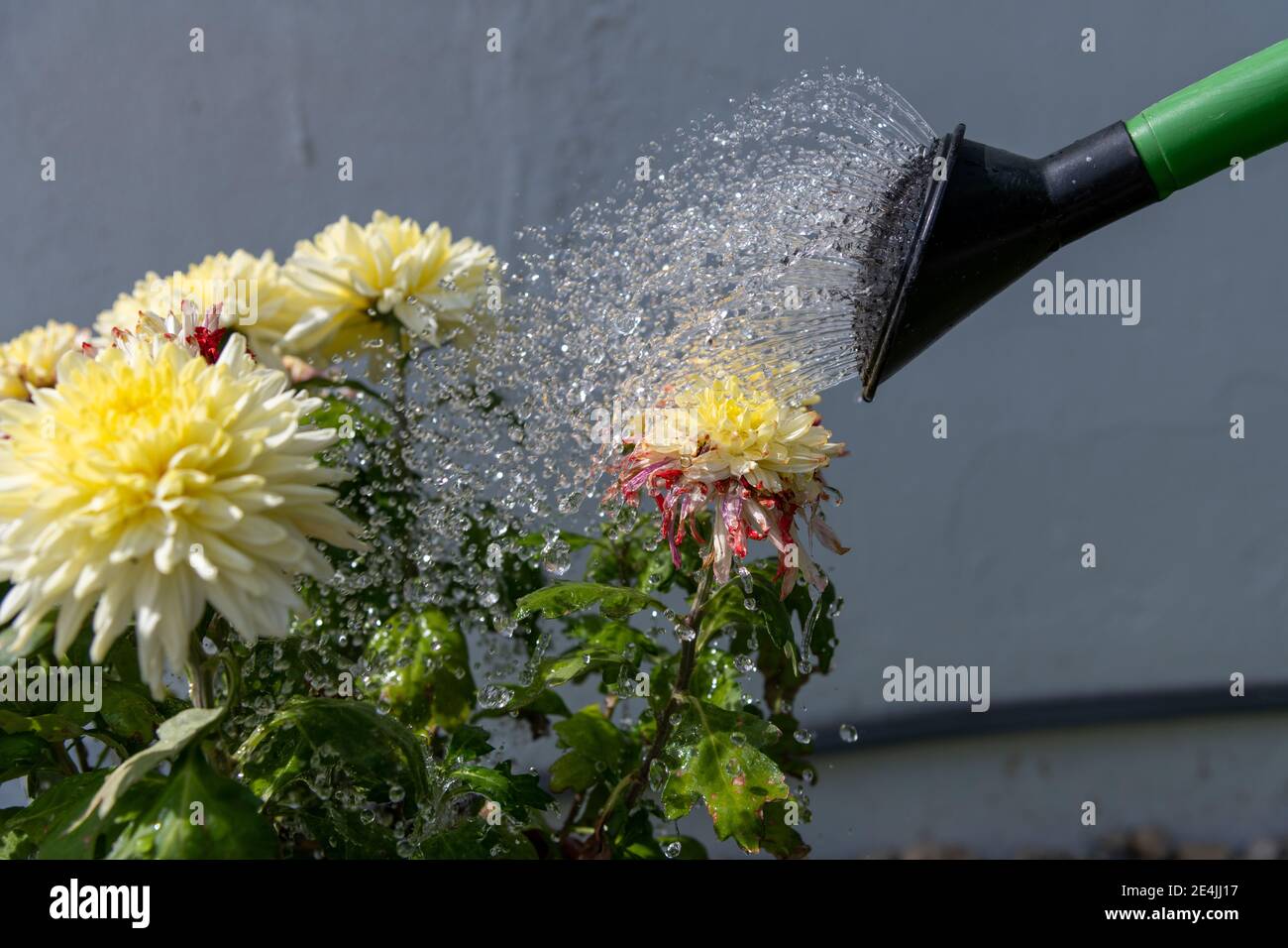 Watered plants hires stock photography and images Alamy