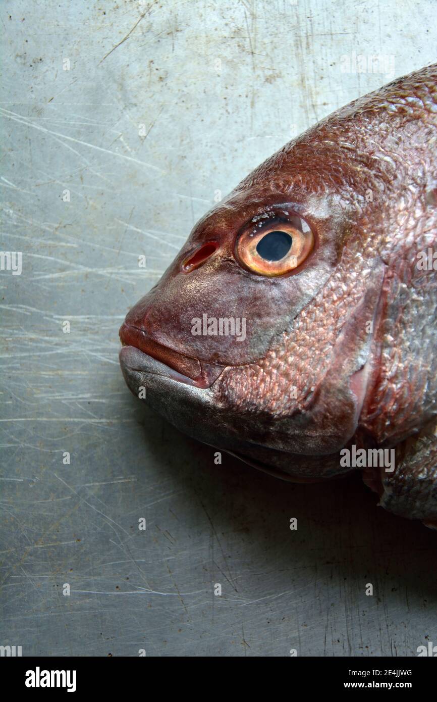 Head of common pandora (Pagellus erythrinus) lying on griddle Stock Photo
