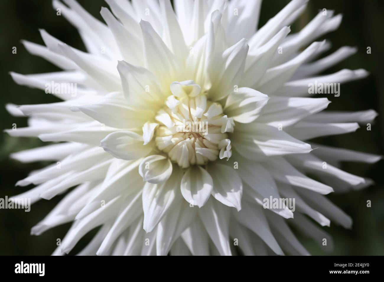 Head of white blooming dahlia flower Stock Photo