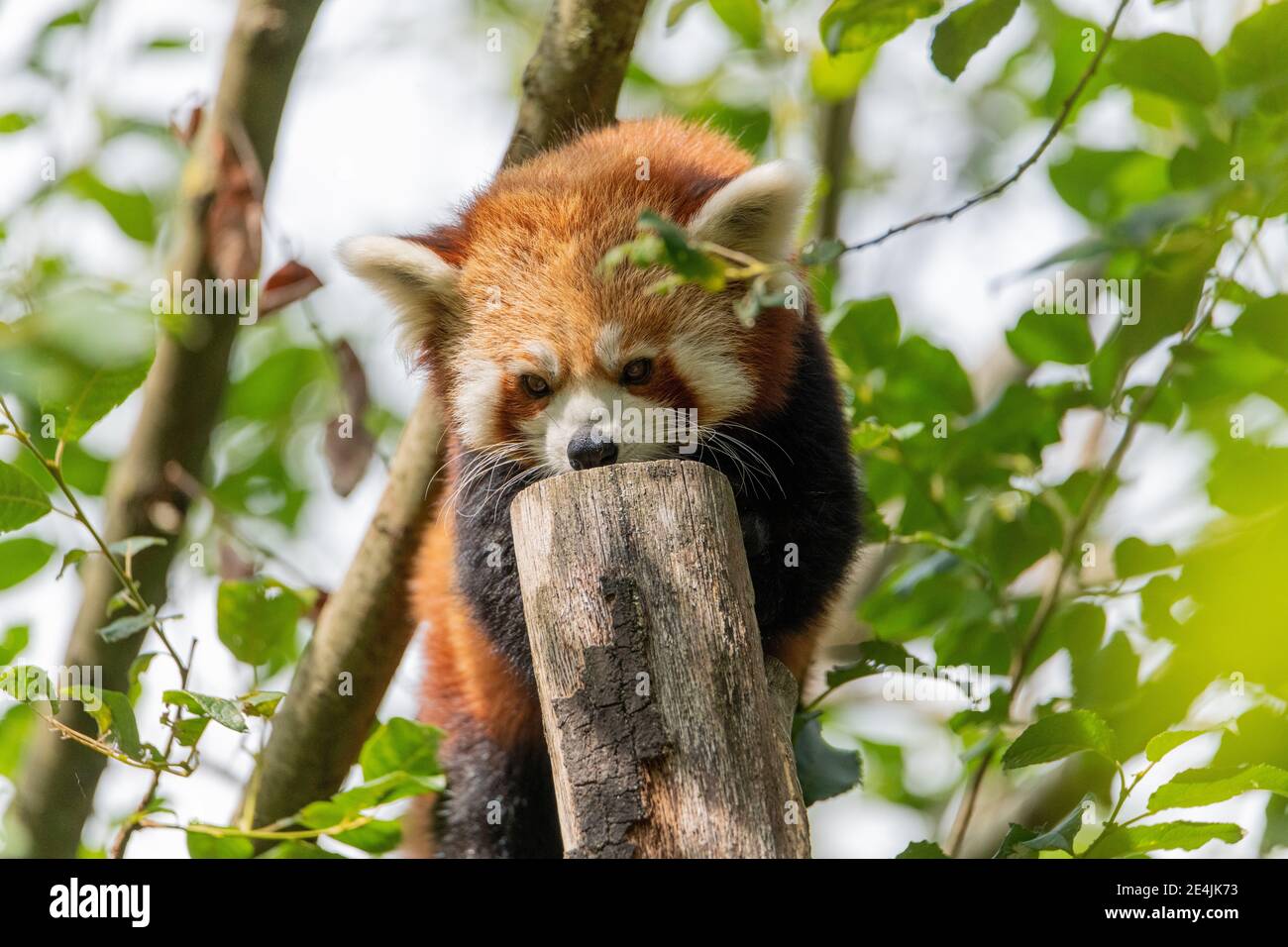 Red Panda Standing On Branch Hi Res Stock Photography And Images Alamy