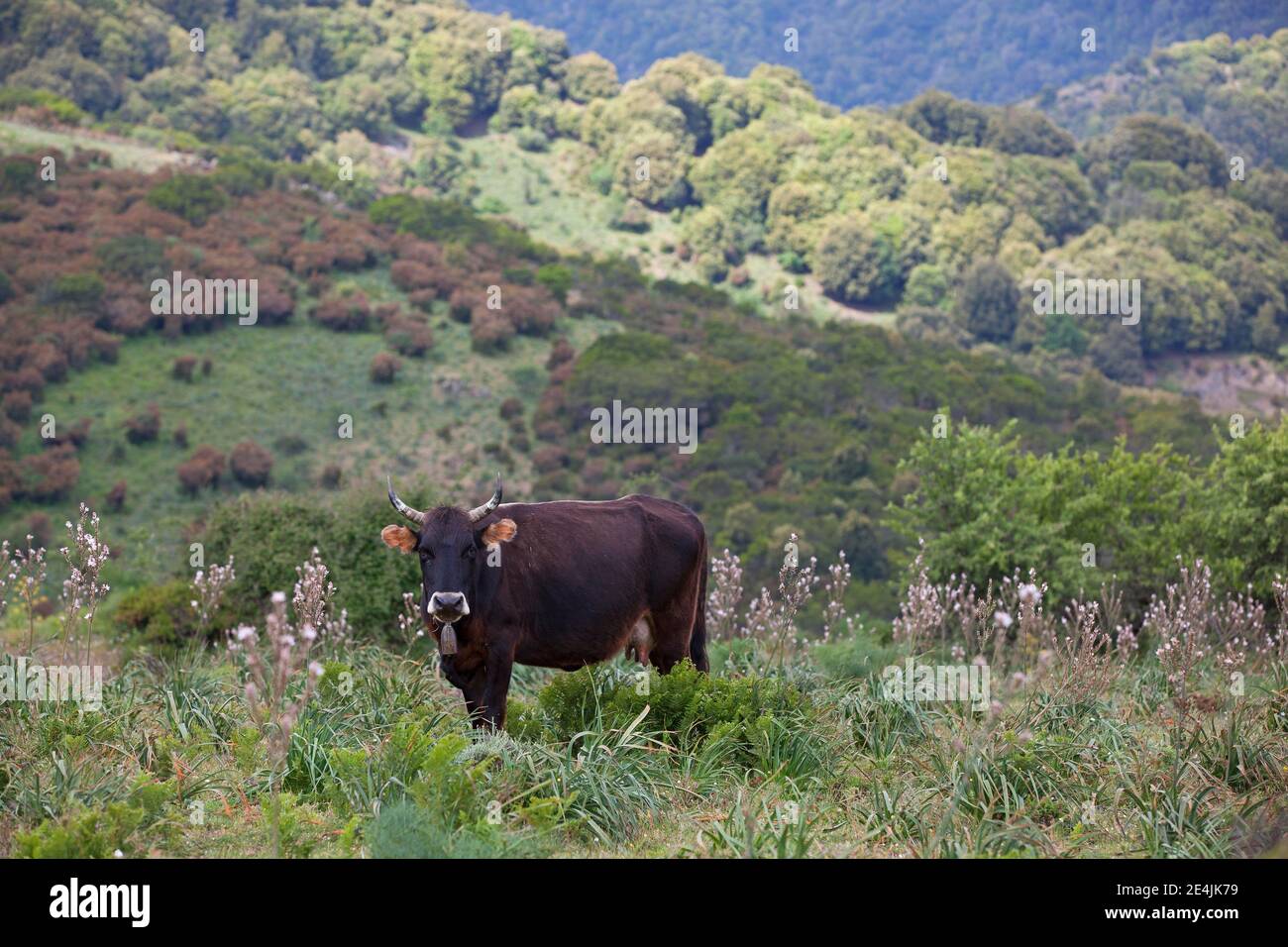 Cattle (Bos taurus) grazing with asphodel plants, Sardinia, Italy Stock Photo