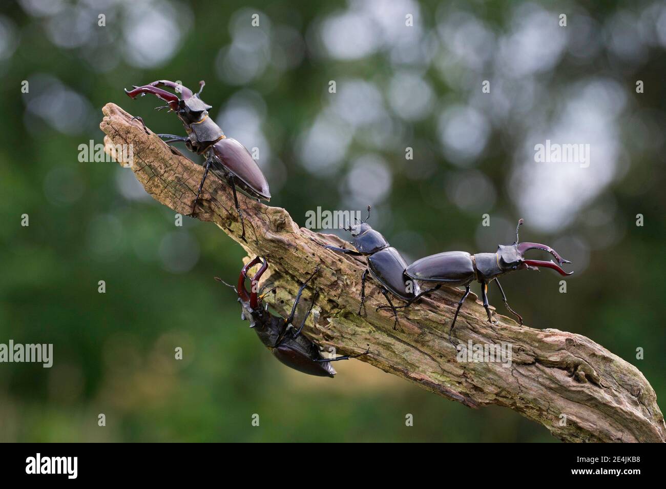 Stag beetle (Lucanus cervus) three males with antler-like enlarged mandibles and one female, largest and most conspicuous beetle in Europe Stock Photo