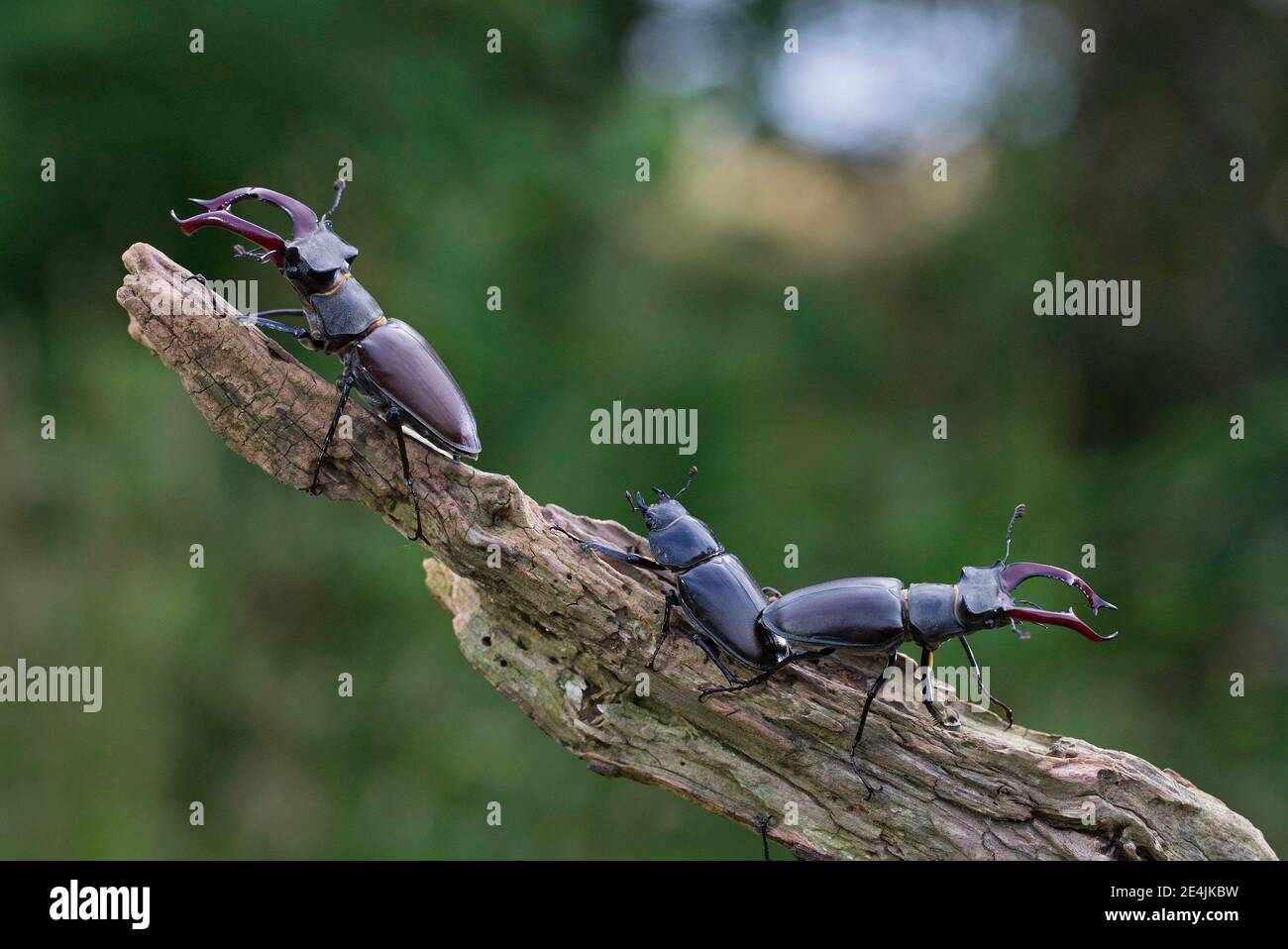 Stag beetle (Lucanus cervus) two males with antler-like enlarged mandibles and one female, largest and most conspicuous beetle in Europe, Thuringia Stock Photo