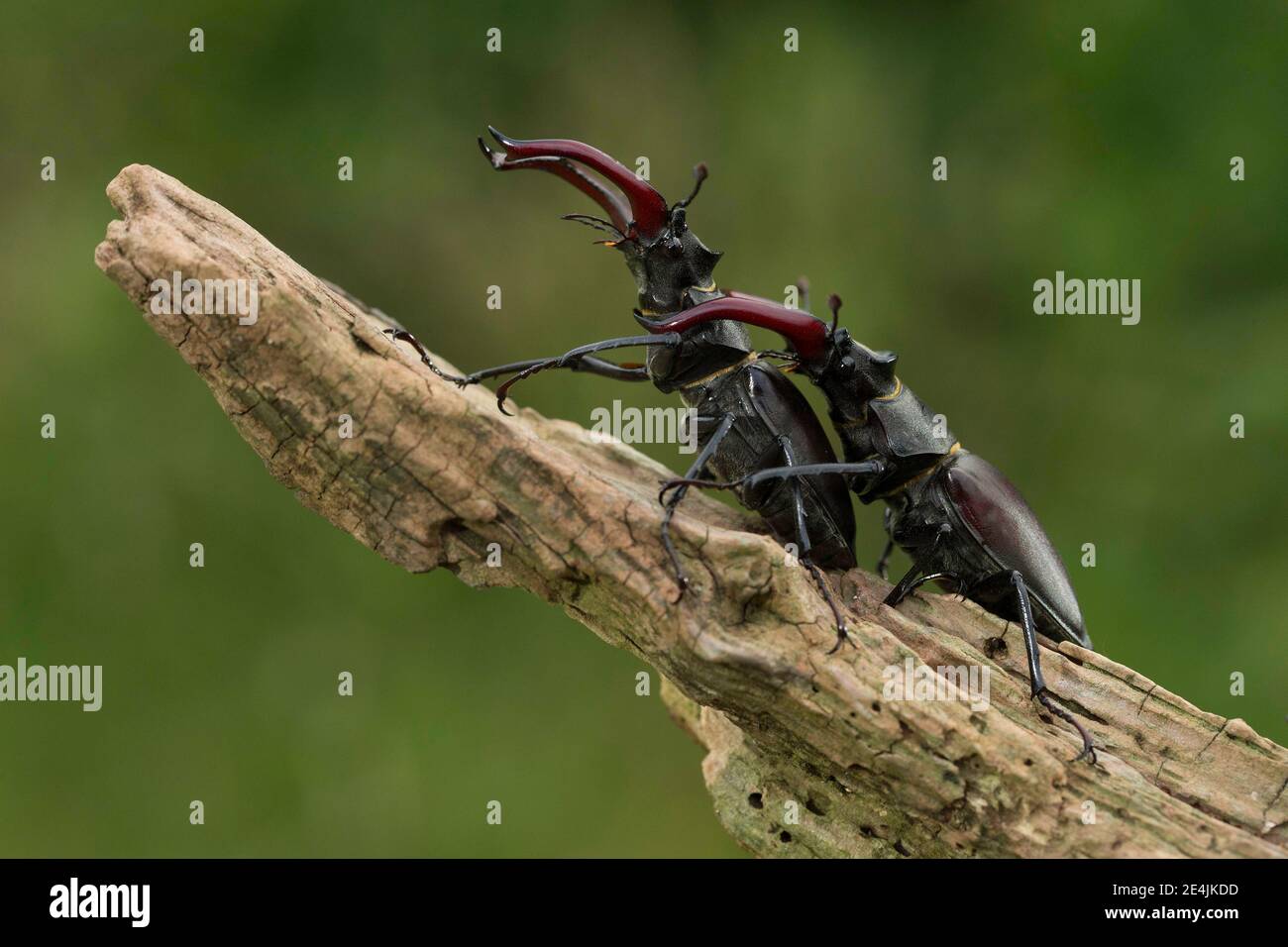 Stag beetle (Lucanus cervus) two males with antler-like enlarged mandibles in a comment fight, largest and most conspicuous beetle in Europe Stock Photo