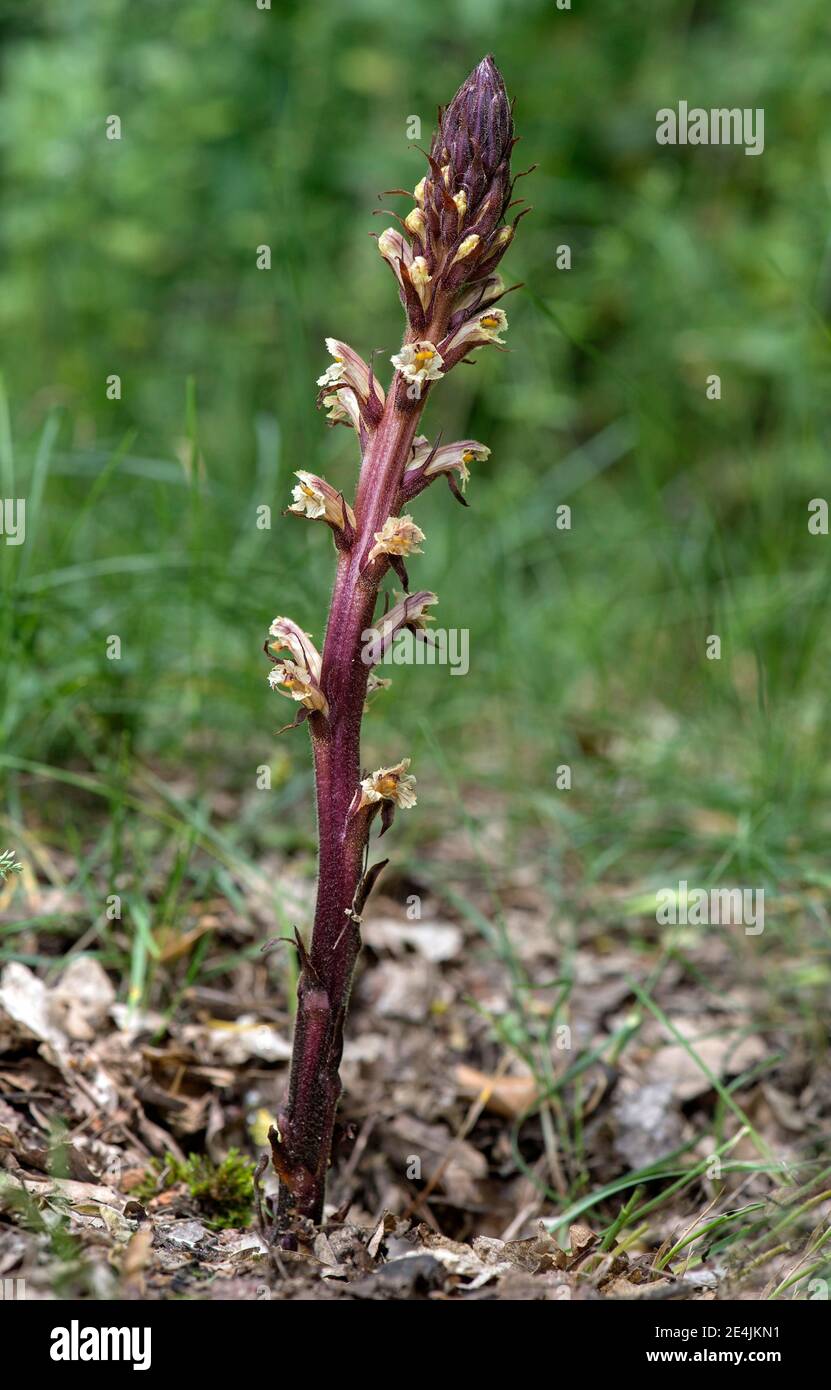 Orobanche reticulata (Orobanche reticulata), family of the summerworts (Orobanchaceae), Canton Bern, Switzerland Stock Photo