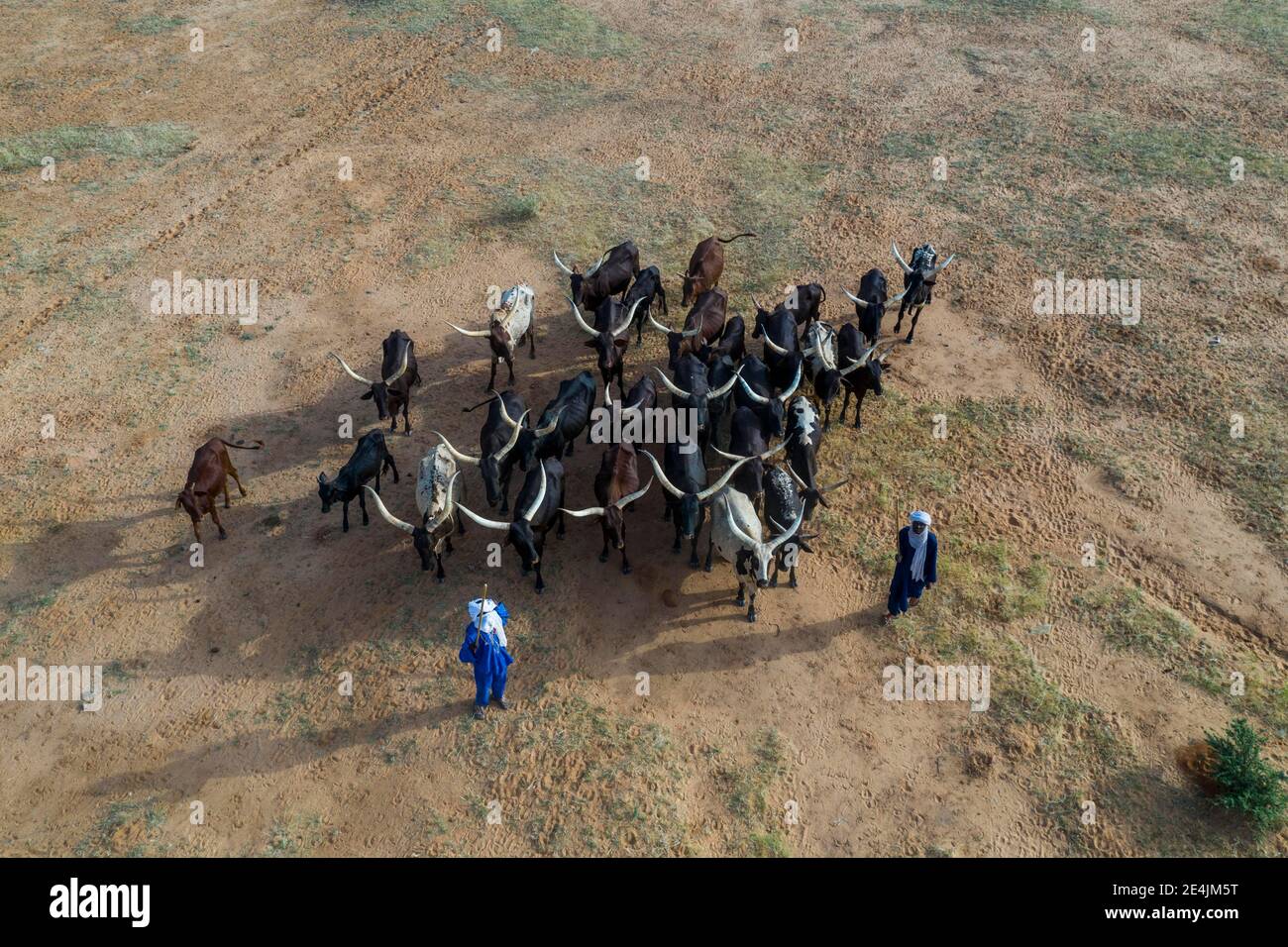 Aerial view, Cattle herders with herd of cattle, Fula people, Niger Stock Photo