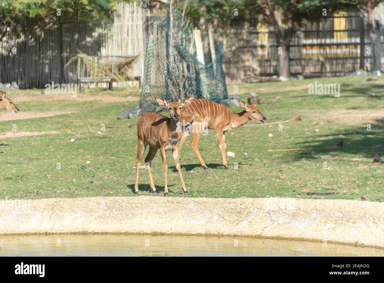 Dubai, United Arab Emirates January 22, 2021, beautiful Animals in