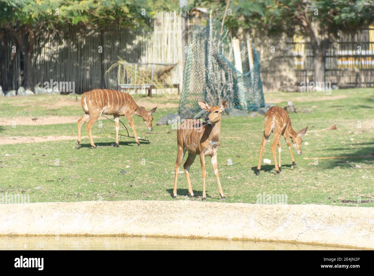 Dubai, United Arab Emirates January 22, 2021, beautiful Animals in