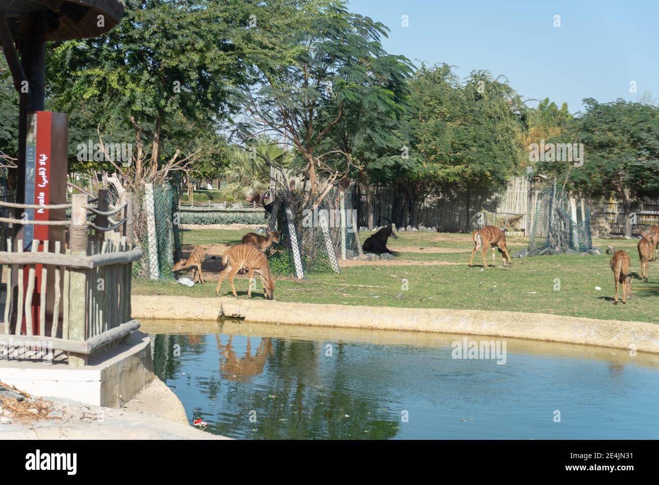 Dubai, United Arab Emirates January 22, 2021, Dubai Safari Park