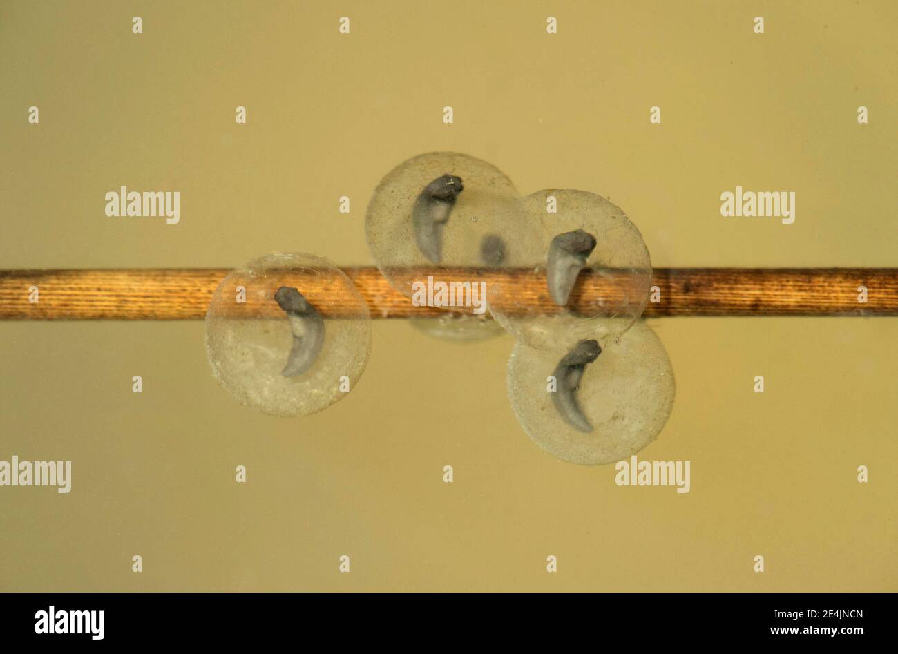 Behavior variegata hi-res stock photography and images - Alamy