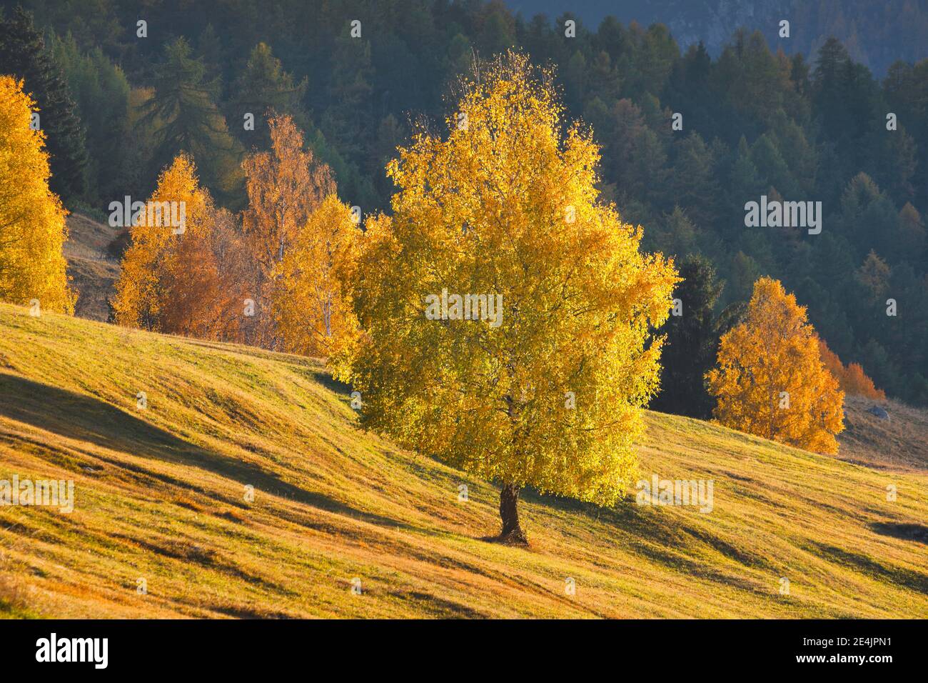 Birch colors hi-res stock photography and images - Alamy
