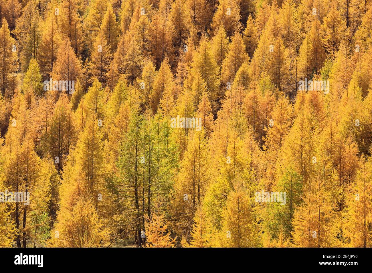 Larch forest in autumn (Larix decidua) mill, Larch trees, Switzerland Stock Photo
