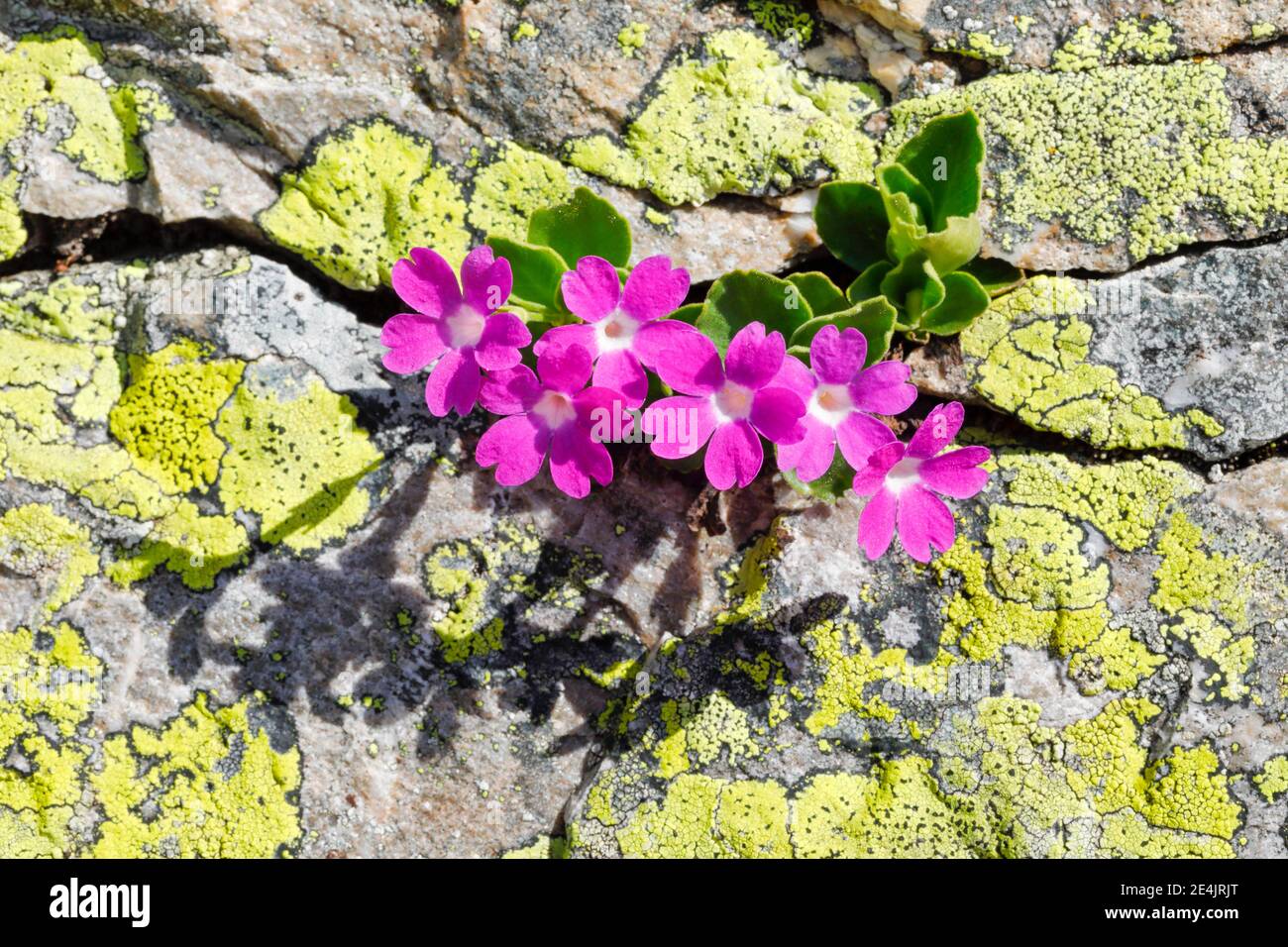 Stinking primrose (Primula hirsuta) Stock Photo