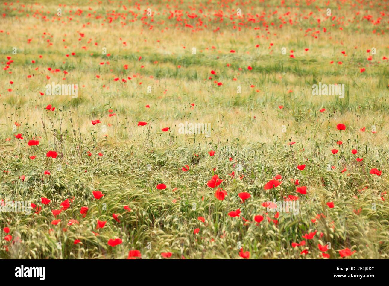 Wheat and poppy field, Switzerland Stock Photo