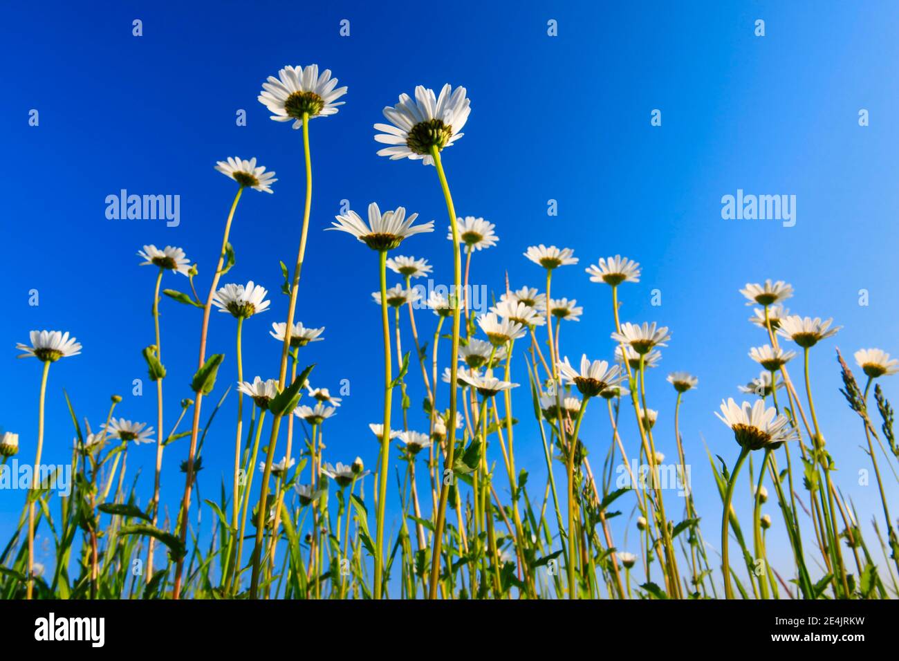 Ox-eye daisy (Leucanthemum vulgare), Switzerland Stock Photo