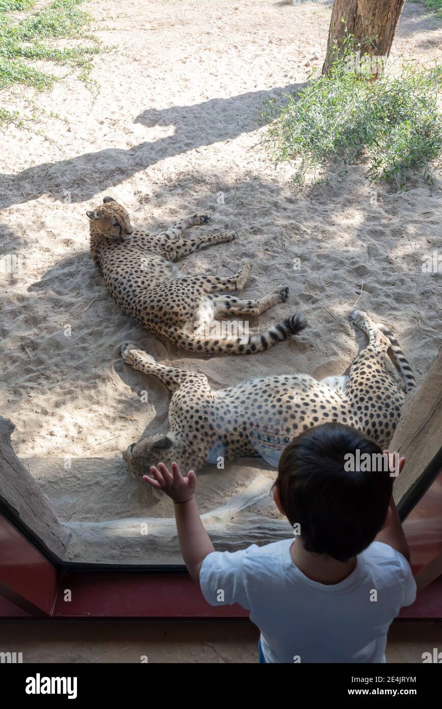 Dubai, United Arab Emirates January 22, 2021, beautiful Animals in