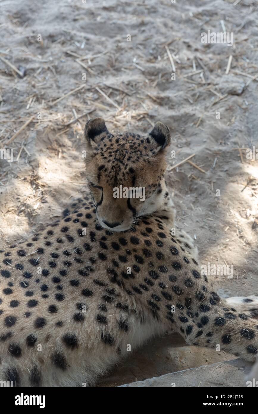 Dubai, United Arab Emirates January 22, 2021, beautiful Animals in