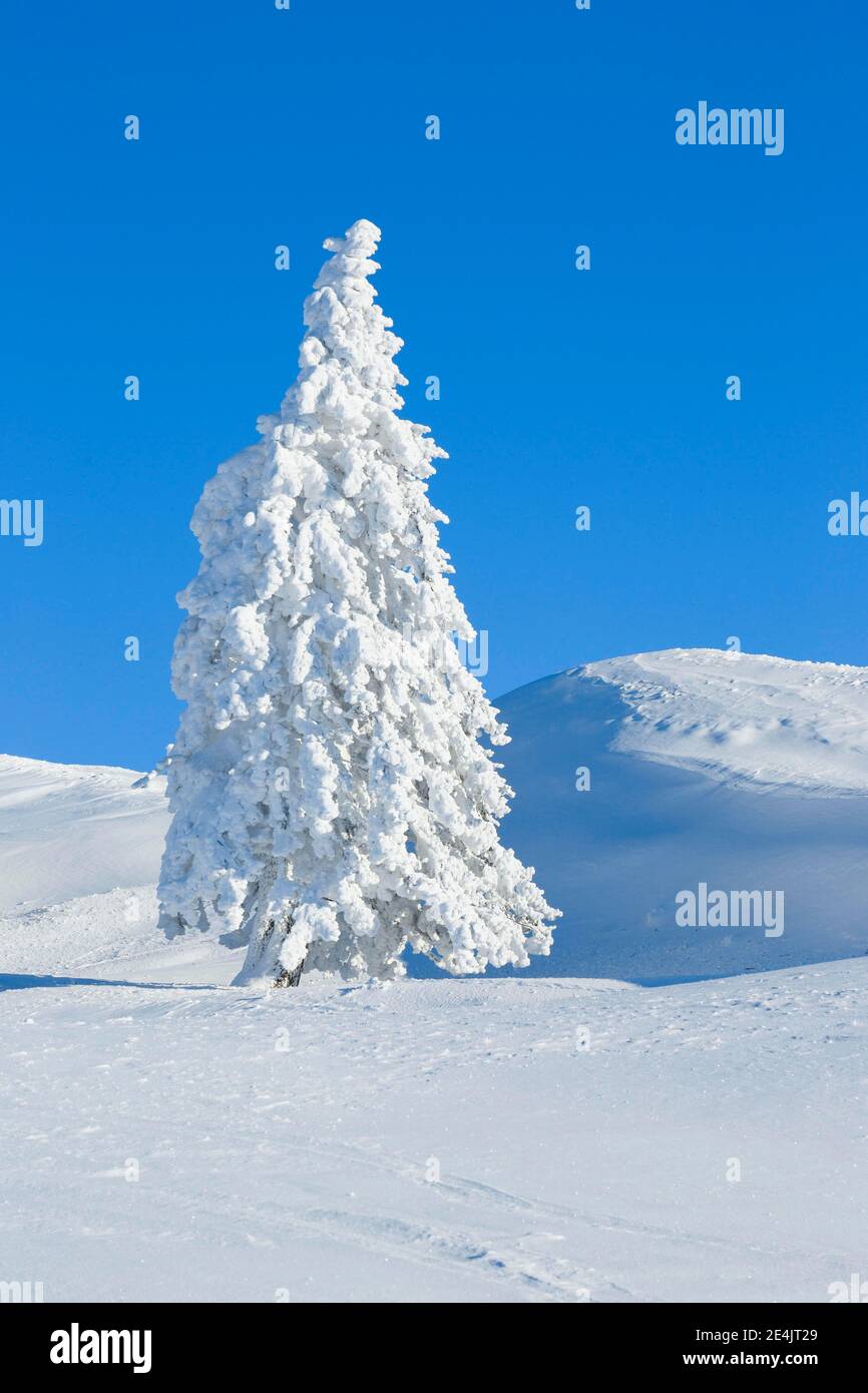 Snowy fir trees, Switzerland Stock Photo