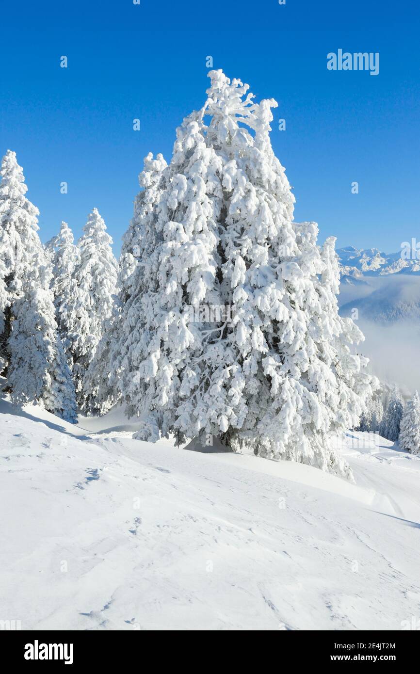 Snowy fir trees hi-res stock photography and images - Alamy
