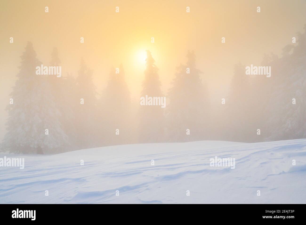 Backlight shot in the forest hi-res stock photography and images - Alamy