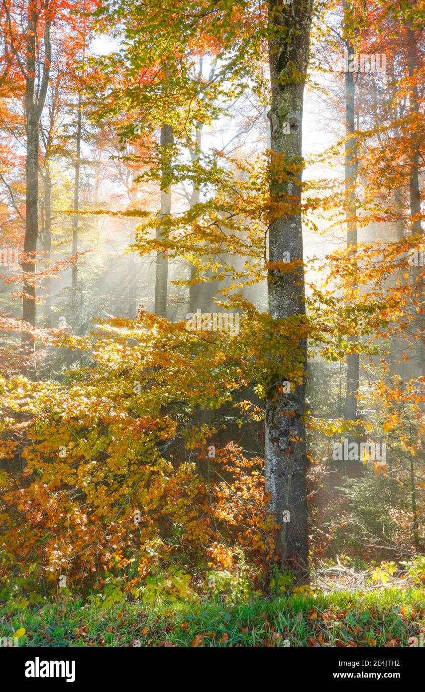 Mystic foggy forest hi-res stock photography and images - Alamy