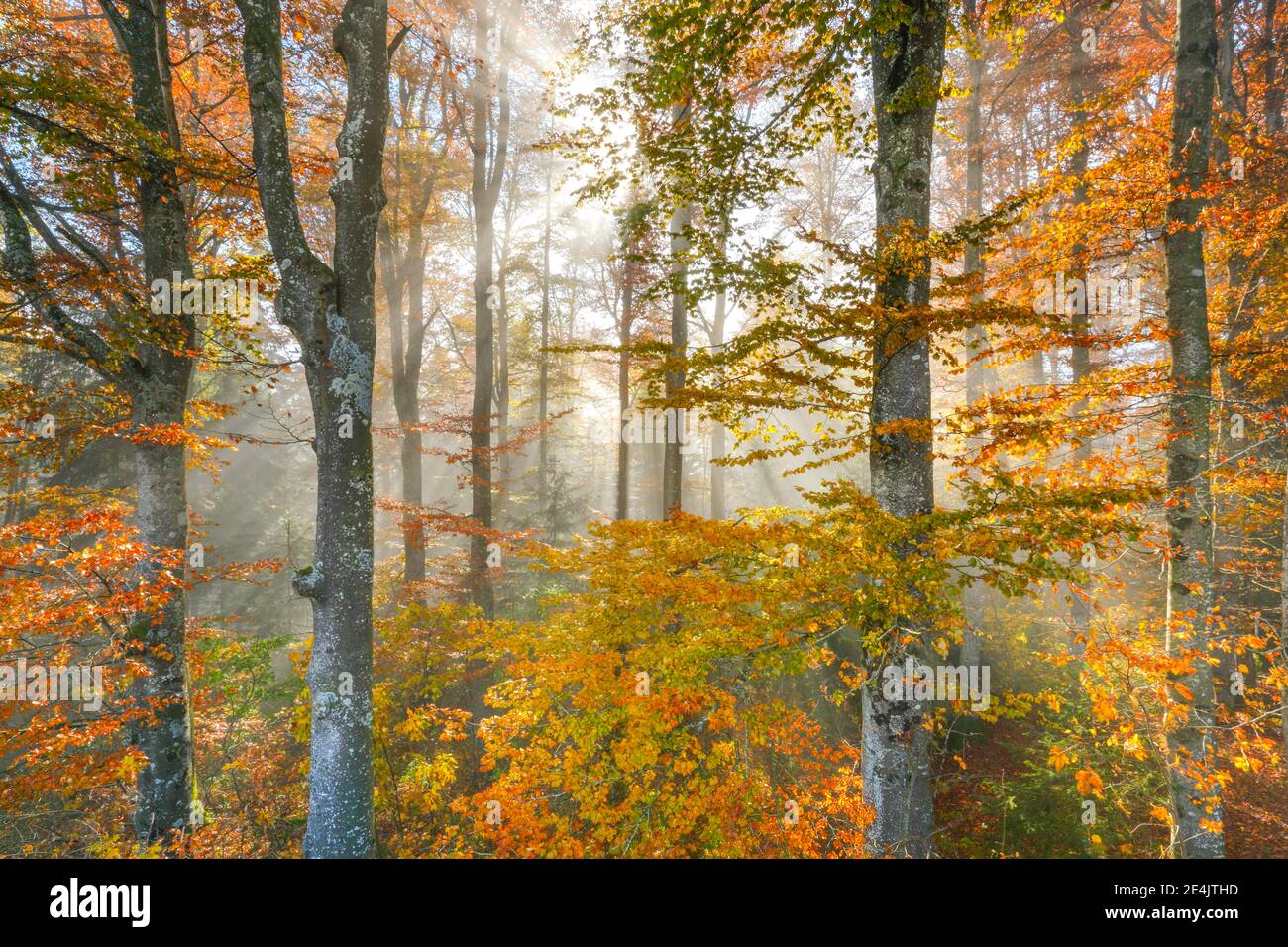 Misty primeval forest in hi-res stock photography and images - Alamy