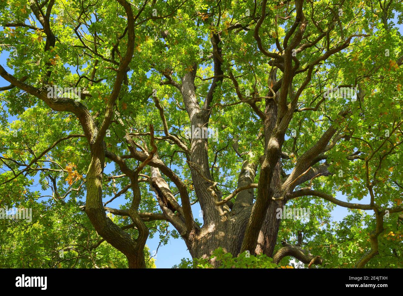 Oak trees in Richmond Park, England, Great Britain Stock Photo