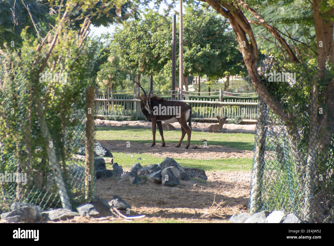 Dubai, United Arab Emirates January 22, 2021, beautiful Animals in