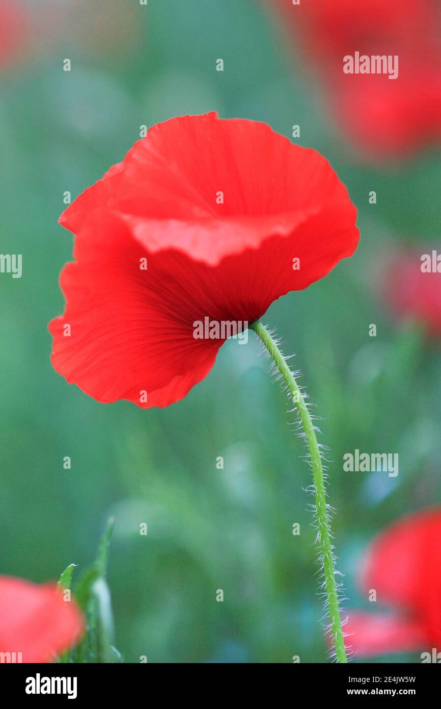 Poppy flowers (Papaver rhoeas), Red Poppy, Tuscany, Italy Stock Photo