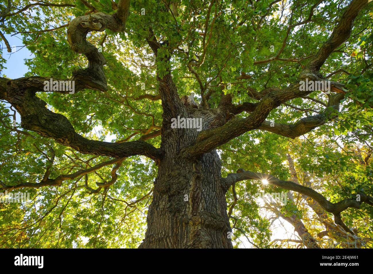 Oak, Richmond Park, England, Great Britain Stock Photo
