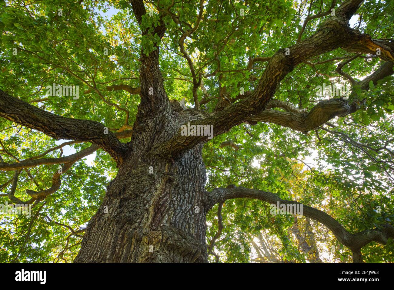 Oak, Richmond Park, England, Great Britain Stock Photo