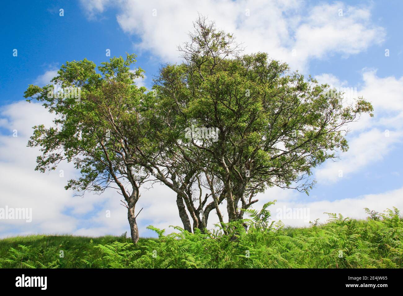 Group of trees in the Scottish Highlands Stock Photo Alamy