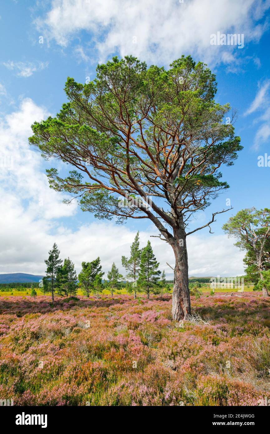 Scots pine, Cairngorms N.P., Scotland, United Kingdom Stock Photo