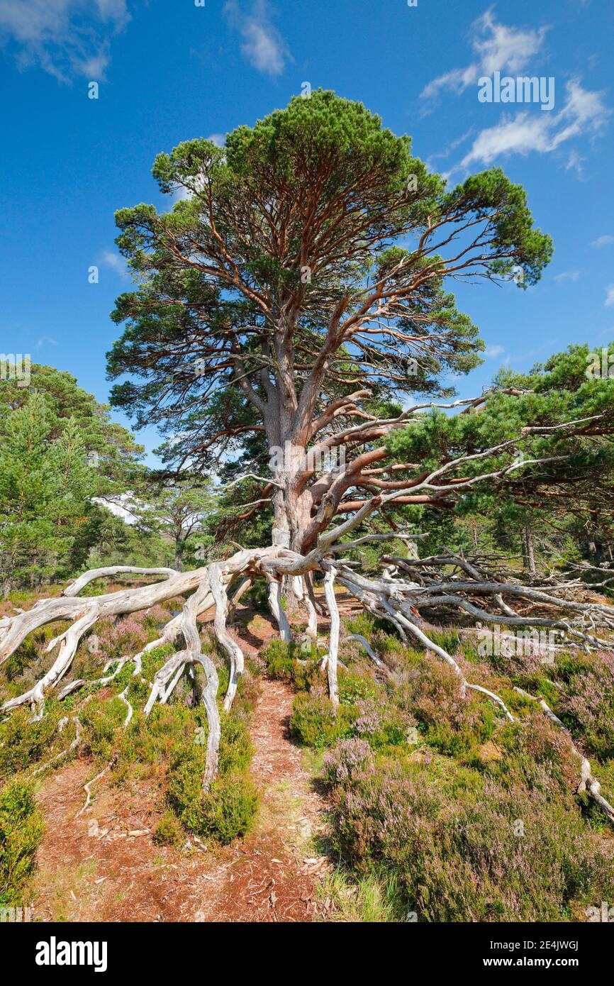 Scots pine, Cairngorms N.P., Scotland, United Kingdom Stock Photo