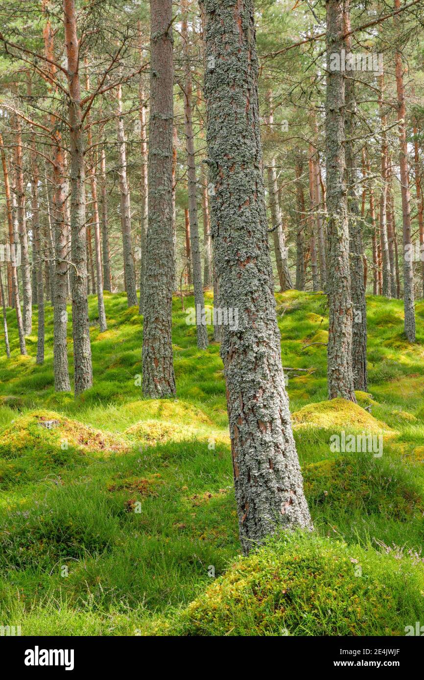 Background pine forest hi-res stock photography and images - Alamy