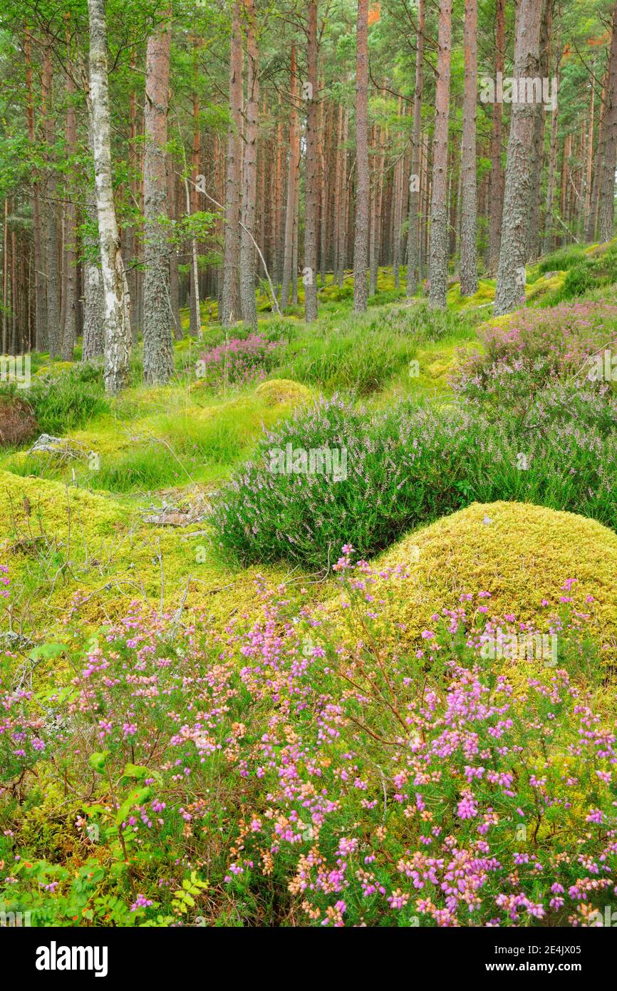 Pine forest Stock Photo