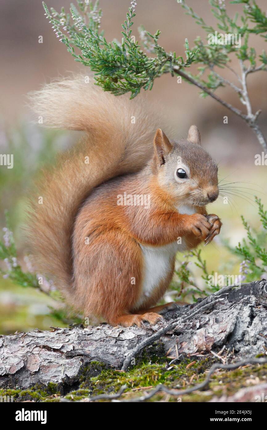 Red Squirrel (Sciurus vulgaris) Stock Photo