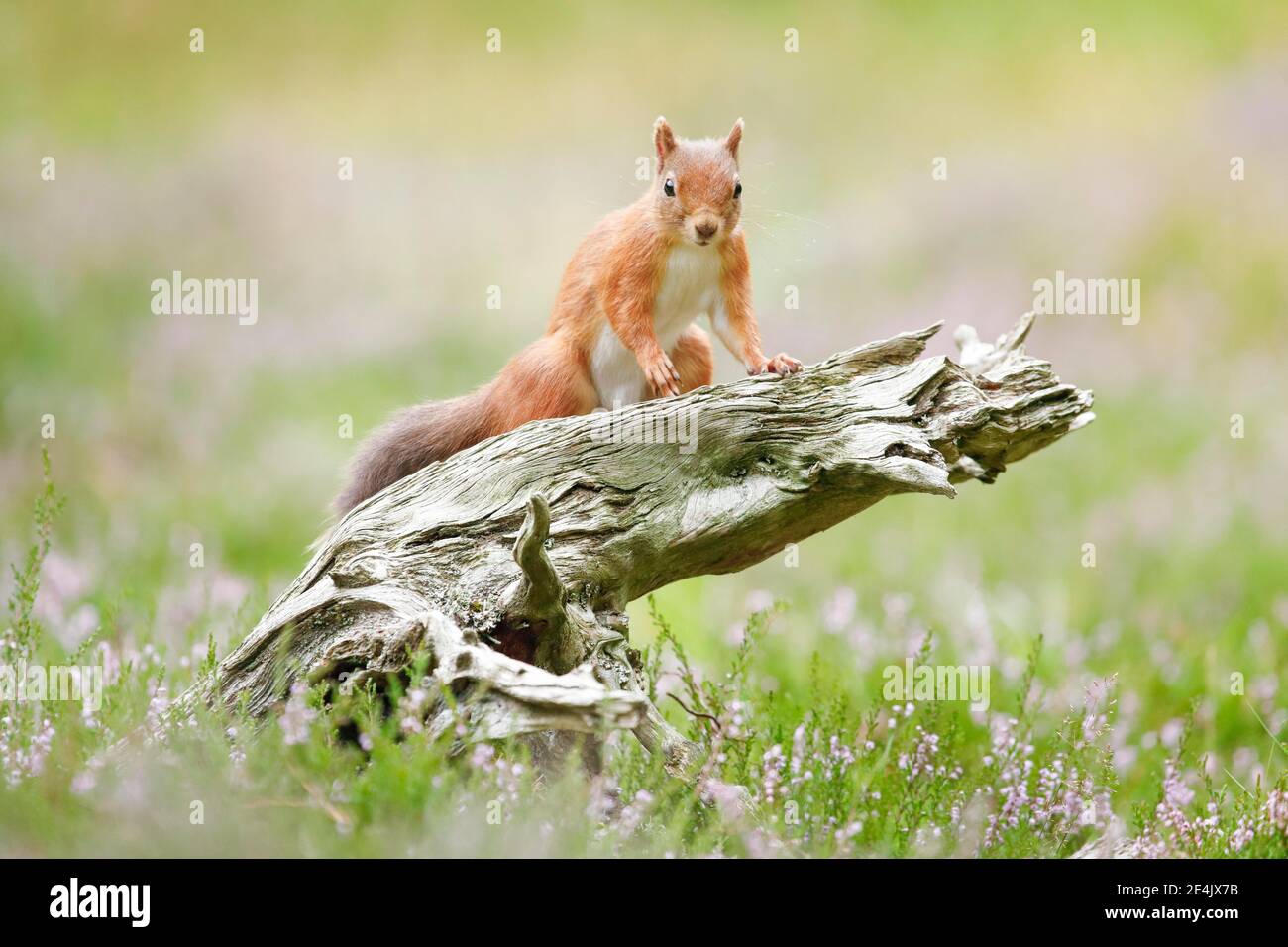 Red Squirrel (Sciurus vulgaris) Stock Photo