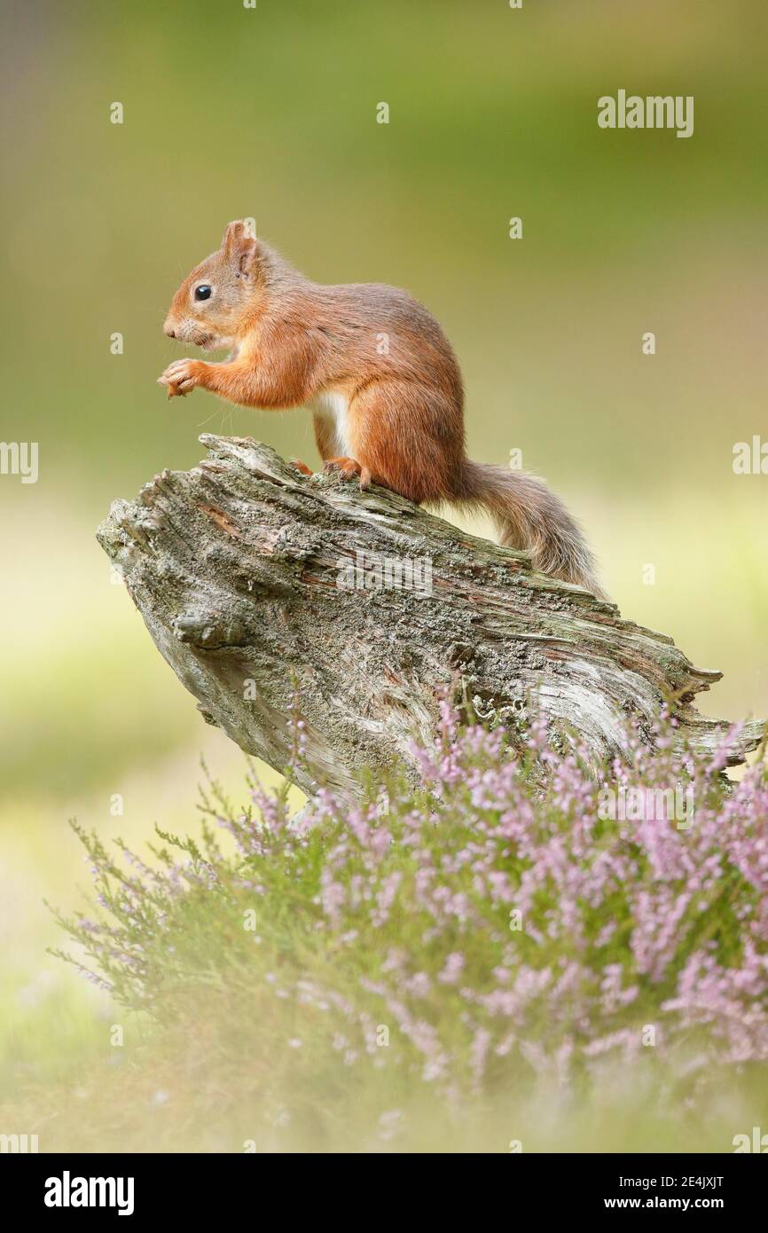 Red Squirrel (Sciurus vulgaris) Stock Photo