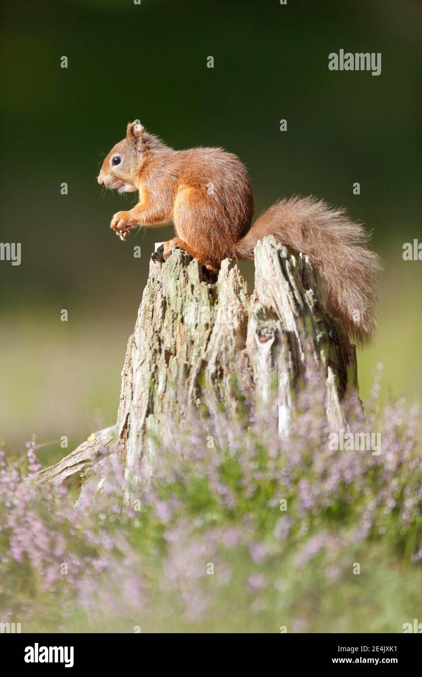 Red Squirrel (Sciurus vulgaris) Stock Photo