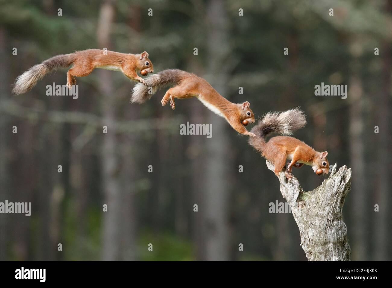 Photomontage, Red Squirrel (Sciurus vulgaris) Stock Photo