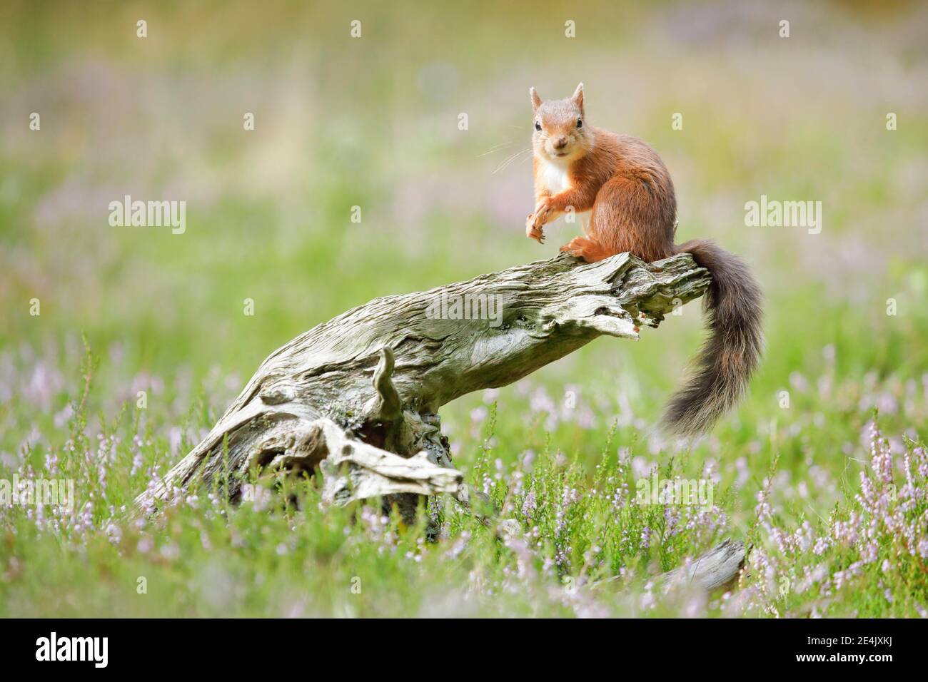 Red Squirrel (Sciurus vulgaris) Stock Photo