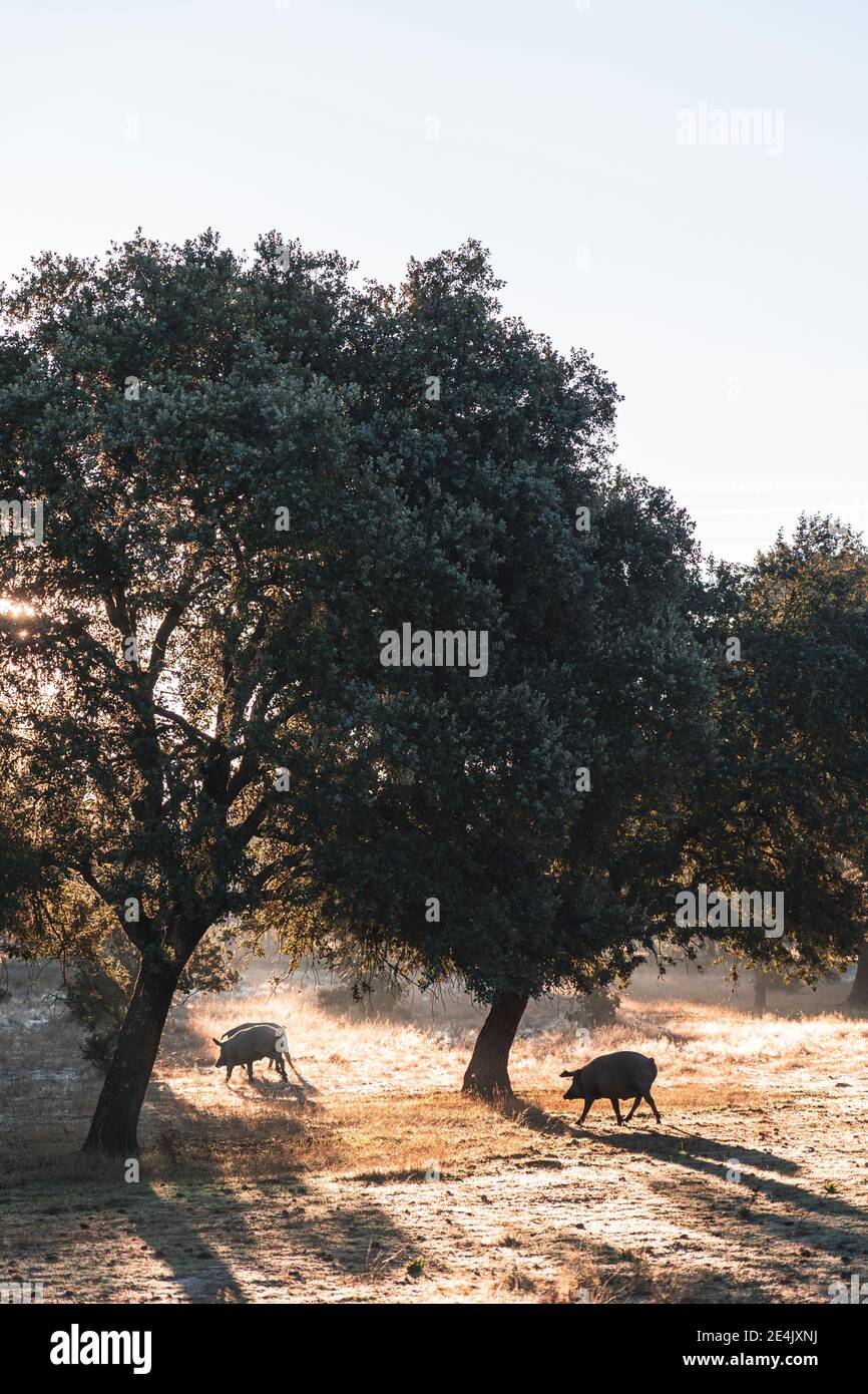 Cattle grazing under holly oak at farm Stock Photo Alamy