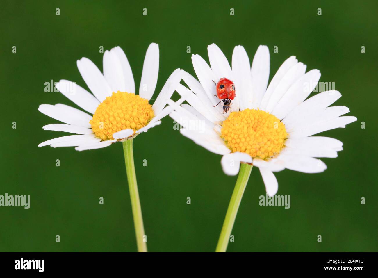 Two-spotted ladybird on daisy, Switzerland Stock Photo