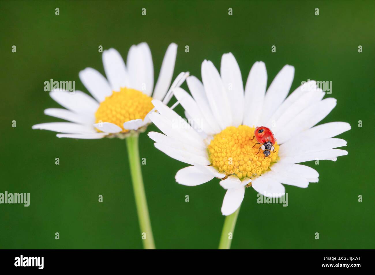 Two-spotted ladybird on daisy, Switzerland Stock Photo