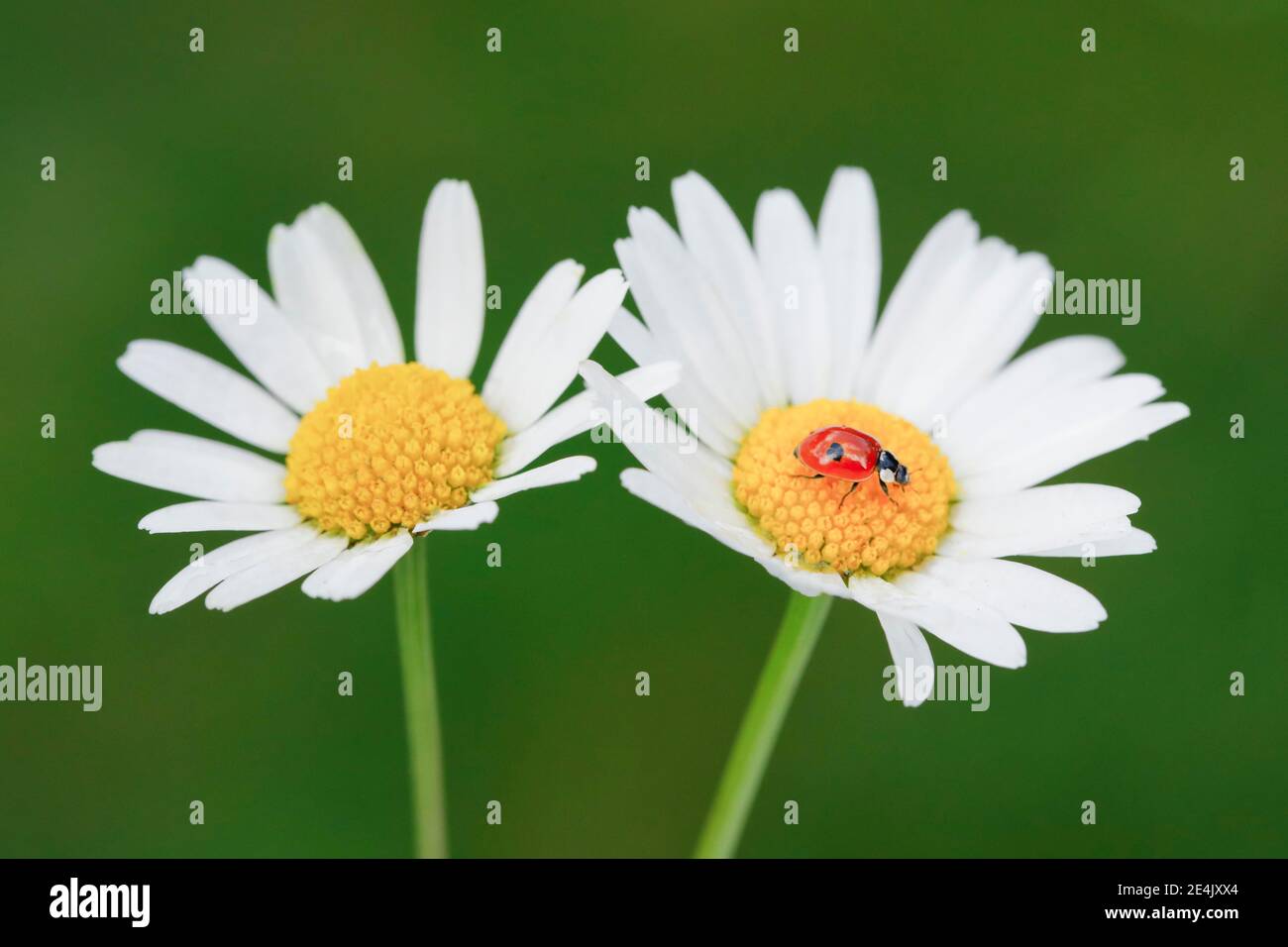 Two-spotted ladybird on daisy, Switzerland Stock Photo