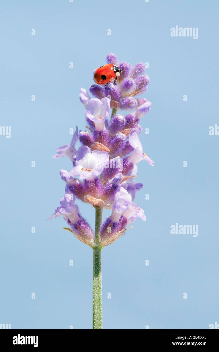 Two-spotted ladybird on lavender flower, Switzerland Stock Photo
