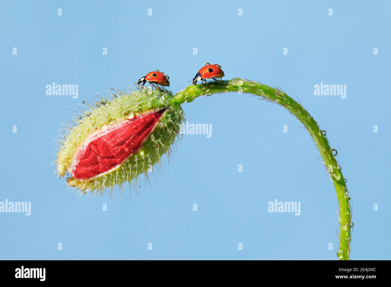 Two-spotted ladybird on poppy flower, Switzerland Stock Photo