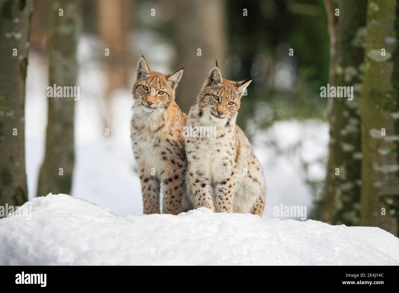 Eurasian lynx (Lynx lynx), in winter, Bavarian Forest National Park, Germany Stock Photo